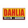 Radio Dahlia
